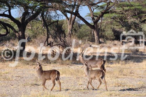 Antilopen in der Wildnis der Nationalpärke Shaba & Samburu im Norden Kenya's