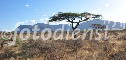 Auf Safari (Ganme Drive) durchthrough Samburu & Shaba Nationalpark in Kenya mit einem 4x4 Landrover auf Pirschfahrt beim Joy's Camp auf den Spuren von Joy & George Adamson