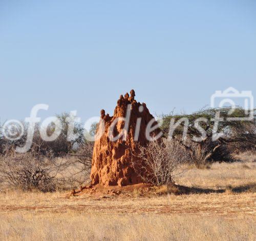 Im Shaba Nationalpark gibt es tausende von Termitenhügeln, manche doppelt so gross wie ein Mensch