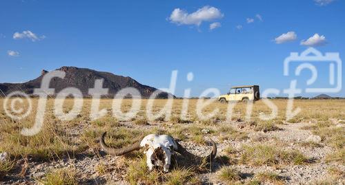 Auf Safari (Game Drive) durch/through Samburu & Shaba Nationalpark in Kenya mit einem 4x4 Landrover auf Pirschfahrt beim Joy's Camp auf den Spuren von Joy & George Adamson. Büffelschädel, Landrover