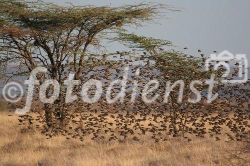 Vogelschwärme im Samburu & Shaba Nationalpark - ein Natur- und Vogelparadies. Samburu NAtionalpark Ngoro River: Bird-Lovers Paradies. Clouds of birds, 