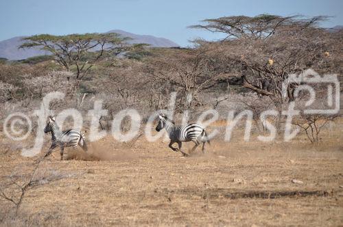 Safari-Adventure: Zebra-Sprint, Zebra-Spurt, Samburu NAtionalpark,  