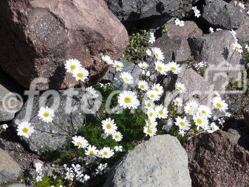 Georgiens mächtiger Vulkan Kasbek (5047 m) war Ende Juli 2011 die fünfte Station der 