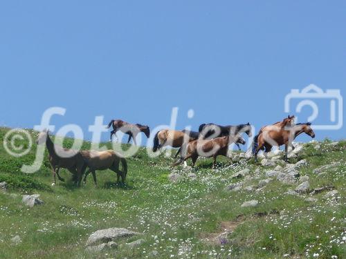 Georgiens mächtiger Vulkan Kasbek (5047 m) war Ende Juli 2011 die fünfte Station der 