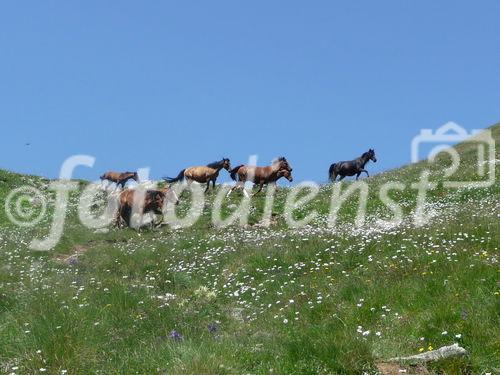 Georgiens mächtiger Vulkan Kasbek (5047 m) war Ende Juli 2011 die fünfte Station der 