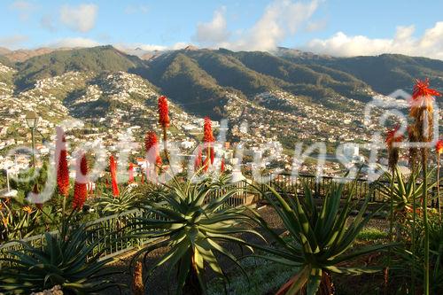 Portugal, Insel Madeira, Funchal, City, Panorama, Berge, Hügel, Blumen, Häuser, 

Portugal, Madeira, Island of Funchal, City, panorama view to mountains, hills, houses
flowers
