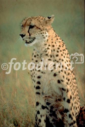 Der Leopard zählt mit über 60 km/h zu den schnellsten Tieren. The lepard is one of the fastest animals on the planet