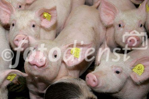 (C) Fotodienst/Anna Rauchenberger - Wien 11.09.2007 - GENUSS REGION ÖSTERREICH: Genuss Profi Tullnerfelder Schwein. FOTO: Schweine am Bauernhof der Familie Eichinger