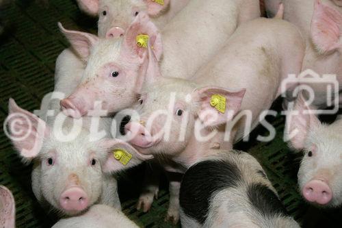 (C) Fotodienst/Anna Rauchenberger - Wien 11.09.2007 - GENUSS REGION ÖSTERREICH: Genuss Profi Tullnerfelder Schwein. FOTO: Schweine am Bauernhof der Familie Eichinger