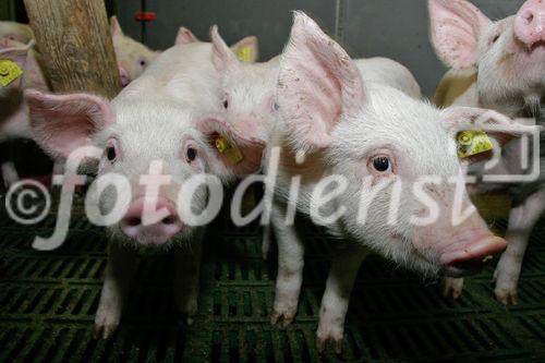 (C) Fotodienst/Anna Rauchenberger - Wien 11.09.2007 - GENUSS REGION ÖSTERREICH: Genuss Profi Tullnerfelder Schwein. FOTO: Schweine am Bauernhof der Familie Eichinger