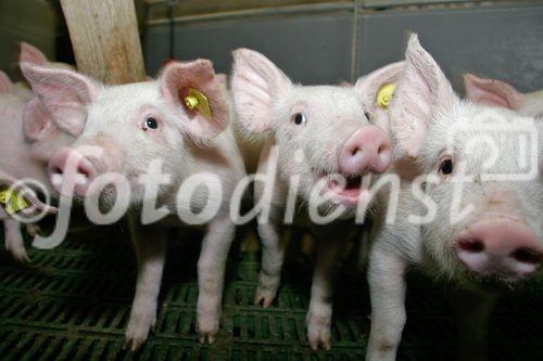 (C) Fotodienst/Anna Rauchenberger - Wien 11.09.2007 - GENUSS REGION ÖSTERREICH: Genuss Profi Tullnerfelder Schwein. FOTO: Schweine am Bauernhof der Familie Eichinger