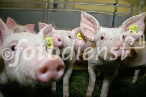 (C) Fotodienst/Anna Rauchenberger - Wien 11.09.2007 - GENUSS REGION ÖSTERREICH: Genuss Profi Tullnerfelder Schwein. FOTO: Schweine am Bauernhof der Familie Eichinger