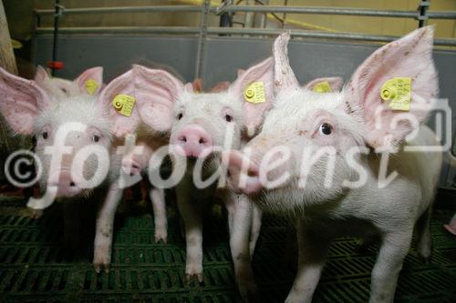 (C) Fotodienst/Anna Rauchenberger - Wien 11.09.2007 - GENUSS REGION ÖSTERREICH: Genuss Profi Tullnerfelder Schwein. FOTO: Schweine am Bauernhof der Familie Eichinger