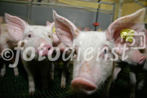 (C) Fotodienst/Anna Rauchenberger - Wien 11.09.2007 - GENUSS REGION ÖSTERREICH: Genuss Profi Tullnerfelder Schwein. FOTO: Schweine am Bauernhof der Familie Eichinger