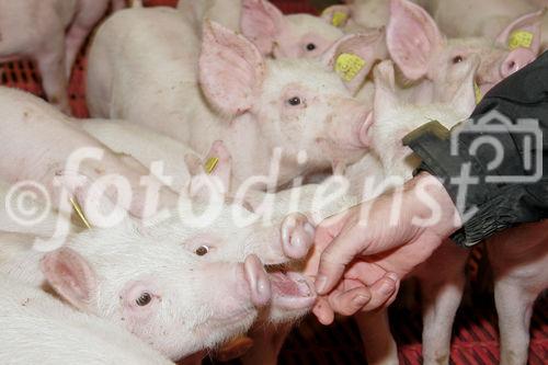 (C) Fotodienst/Anna Rauchenberger - Wien 11.09.2007 - GENUSS REGION ÖSTERREICH: Genuss Profi Tullnerfelder Schwein. FOTO: Norbert Payr, Chef und Koch im 