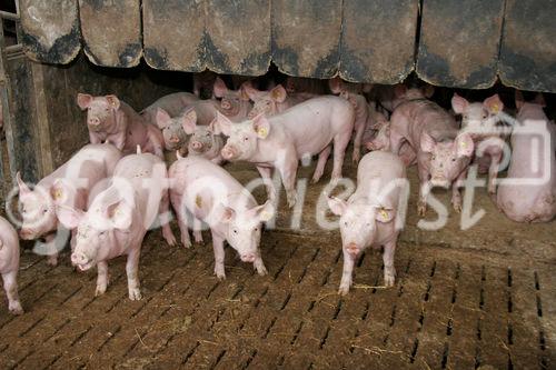 (C) Fotodienst/Anna Rauchenberger - Wien 11.09.2007 - GENUSS REGION ÖSTERREICH: Genuss Profi Tullnerfelder Schwein. FOTO: Schweine am Bauernhof der Familie Eichinger