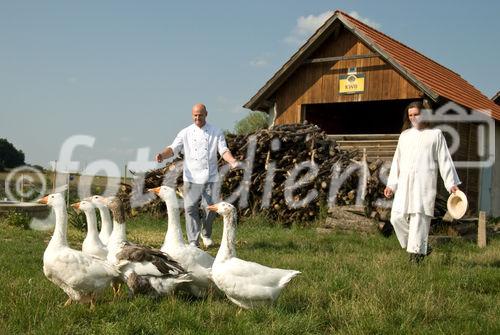 Gänseleber-Eierschwammerl Lasagne. Koch: Zoran Listek, lokaler Lieferant Siegfried Marth