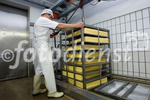 Käsemeister Josef Moser hebt den Käse aus dem Salzbad
© fotodienst.at/Chris Hofer