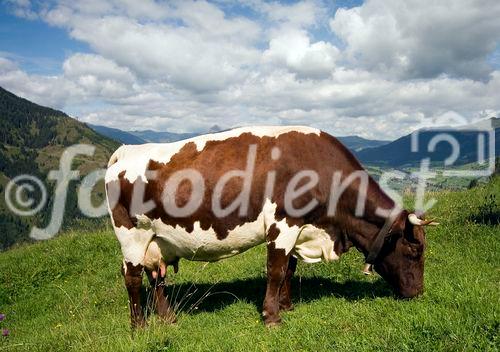 Genuss Region Österreich, Pinzgauer Rind
Foto: Mühlanger
