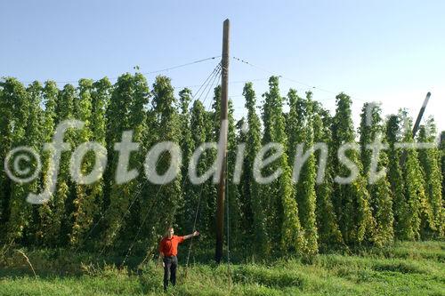 Hermann Bayer ist Geschäftsführer der
Hopfenbaugenossenschaft in Neufelden, die rund
2/3 des Mühlviertler Hopfens weiterverarbeitet
und vermarktet.                                                              