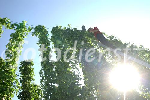 Hermann Bayer ist Geschäftsführer derHopfenbaugenossenschaft in Neufelden, die rund2/3 des Mühlviertler Hopfens weiterverarbeitetund vermarktet.                                                              