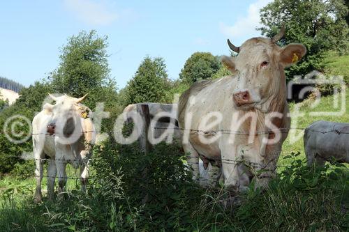 (C) fotodienst/Anna Rauchenberger - 7.8.08 - Kärnten - Genuss Profi Kärntner Blondvieh - Genuss Regionen Österreichs