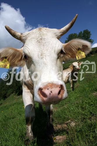 (C) fotodienst/Anna Rauchenberger - 7.8.08 - Kärnten - Genuss Profi Kärntner Blondvieh - Genuss Regionen Österreichs