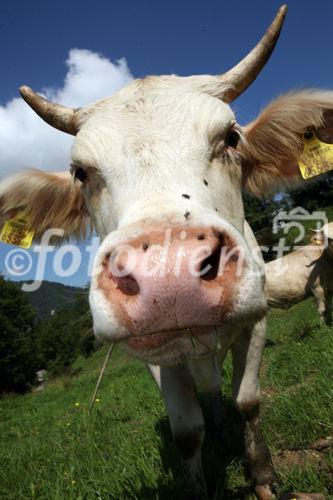 (C) fotodienst/Anna Rauchenberger - 7.8.08 - Kärnten - Genuss Profi Kärntner Blondvieh - Genuss Regionen Österreichs