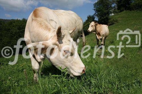 (C) fotodienst/Anna Rauchenberger - 7.8.08 - Kärnten - Genuss Profi Kärntner Blondvieh - Genuss Regionen Österreichs