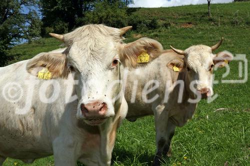 (C) fotodienst/Anna Rauchenberger - 7.8.08 - Kärnten - Genuss Profi Kärntner Blondvieh - Genuss Regionen Österreichs