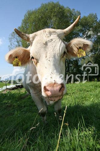 (C) fotodienst/Anna Rauchenberger - 7.8.08 - Kärnten - Genuss Profi Kärntner Blondvieh - Genuss Regionen Österreichs