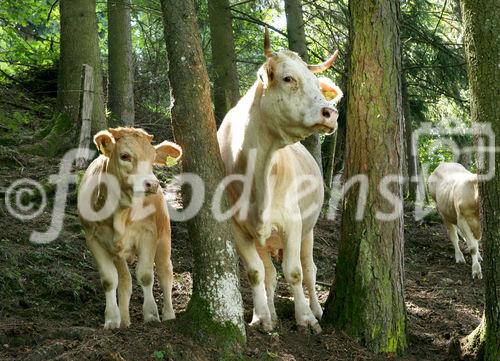 (C) fotodienst/Anna Rauchenberger - 7.8.08 - Kärnten - Genuss Profi Kärntner Blondvieh - Genuss Regionen Österreichs