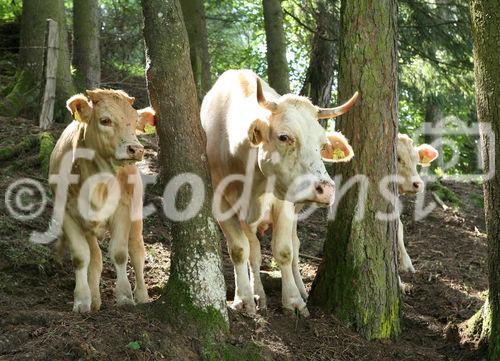 (C) fotodienst/Anna Rauchenberger - 7.8.08 - Kärnten - Genuss Profi Kärntner Blondvieh - Genuss Regionen Österreichs