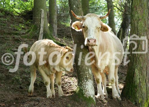 (C) fotodienst/Anna Rauchenberger - 7.8.08 - Kärnten - Genuss Profi Kärntner Blondvieh - Genuss Regionen Österreichs