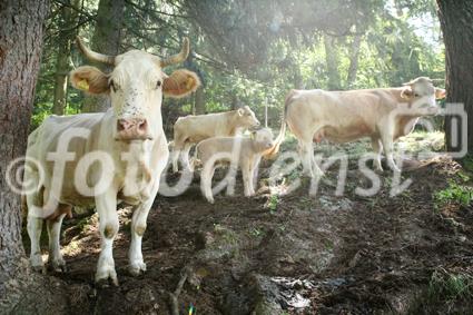 (C) fotodienst/Anna Rauchenberger - 7.8.08 - Kärnten - Genuss Profi Kärntner Blondvieh - Genuss Regionen Österreichs