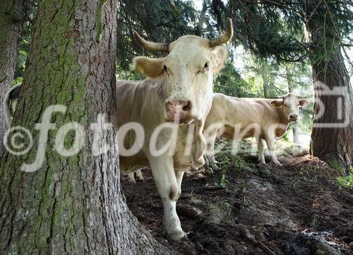 (C) fotodienst/Anna Rauchenberger - 7.8.08 - Kärnten - Genuss Profi Kärntner Blondvieh - Genuss Regionen Österreichs