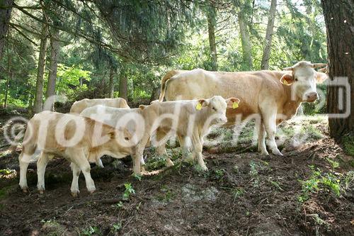 (C) fotodienst/Anna Rauchenberger - 7.8.08 - Kärnten - Genuss Profi Kärntner Blondvieh - Genuss Regionen Österreichs