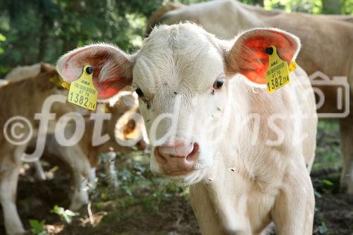 (C) fotodienst/Anna Rauchenberger - 7.8.08 - Kärnten - Genuss Profi Kärntner Blondvieh - Genuss Regionen Österreichs