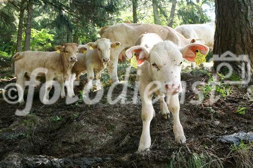 (C) fotodienst/Anna Rauchenberger - 7.8.08 - Kärnten - Genuss Profi Kärntner Blondvieh - Genuss Regionen Österreichs