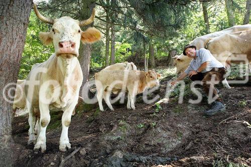 (C) fotodienst/Anna Rauchenberger - 7.8.08 - Kärnten - Genuss Profi Kärntner Blondvieh - Genuss Regionen Österreichs