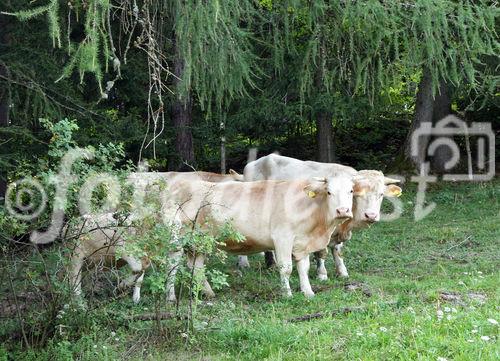 (C) fotodienst/Anna Rauchenberger - 7.8.08 - Kärnten - Genuss Profi Kärntner Blondvieh - Genuss Regionen Österreichs