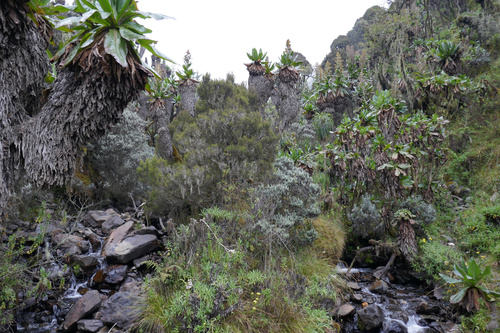 Die sagenumwobenen Mondberge im Westen Ugandas sind ein attraktives und abwechslungsreiches Wander- und Naturparadies, weitab von Tourismusströmen und Verkehr. Hier, an der Grenze zum Kongo, kann man eine Pflanzen- und Tierwelt bestaunen, die in dieser Vielfalt wohl einzigartig für den ganzen Kontinent ist, auch aufgrund des besonders feuchten und milden Klimas, das sich über mehrere Vegetationszonen von 1000 bis weit über 4000 Meter erstreckt.