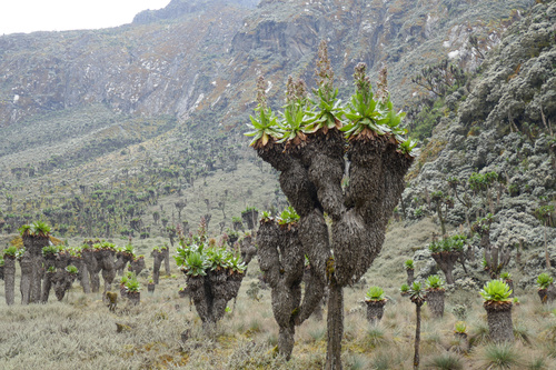 Die sagenumwobenen Mondberge im Westen Ugandas sind ein attraktives und abwechslungsreiches Wander- und Naturparadies, weitab von Tourismusströmen und Verkehr. Hier, an der Grenze zum Kongo, kann man eine Pflanzen- und Tierwelt bestaunen, die in dieser Vielfalt wohl einzigartig für den ganzen Kontinent ist, auch aufgrund des besonders feuchten und milden Klimas, das sich über mehrere Vegetationszonen von 1000 bis weit über 4000 Meter erstreckt.