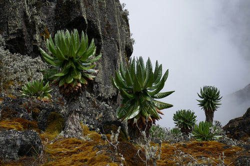 Die sagenumwobenen Mondberge im Westen Ugandas sind ein attraktives und abwechslungsreiches Wander- und Naturparadies, weitab von Tourismusströmen und Verkehr. Hier, an der Grenze zum Kongo, kann man eine Pflanzen- und Tierwelt bestaunen, die in dieser Vielfalt wohl einzigartig für den ganzen Kontinent ist, auch aufgrund des besonders feuchten und milden Klimas, das sich über mehrere Vegetationszonen von 1000 bis weit über 4000 Meter erstreckt.