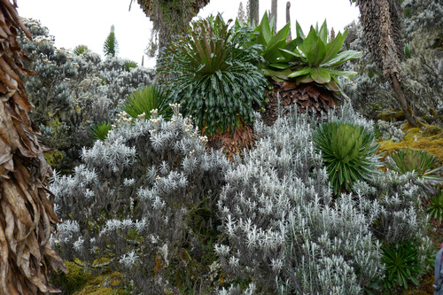 Die sagenumwobenen Mondberge im Westen Ugandas sind ein attraktives und abwechslungsreiches Wander- und Naturparadies, weitab von Tourismusströmen und Verkehr. Hier, an der Grenze zum Kongo, kann man eine Pflanzen- und Tierwelt bestaunen, die in dieser Vielfalt wohl einzigartig für den ganzen Kontinent ist, auch aufgrund des besonders feuchten und milden Klimas, das sich über mehrere Vegetationszonen von 1000 bis weit über 4000 Meter erstreckt.