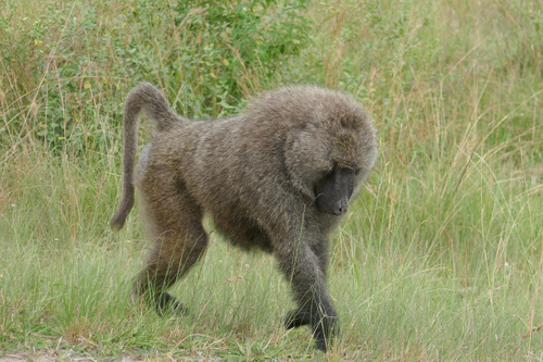 Die Tierwelt in den Nationalparks von Uganda ist vielfältig, auch wenn größere Herden wie in anderen Teilen Afrikas fehlen. In den vergangenen 15 Jahren hat sich das ostafrikanische Land äußerst bemüht, seinen Tierreichtum abzusichern. In diesem Album finden sich die einzigartigen Berggorillas von Bwindi, Elefanten, Nilpferde, Antilopen, Paviane, Chamäleons uvm.