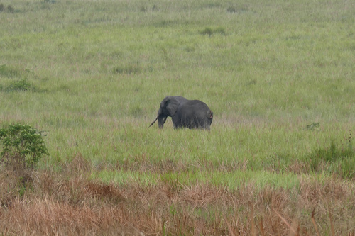 Die Tierwelt in den Nationalparks von Uganda ist vielfältig, auch wenn größere Herden wie in anderen Teilen Afrikas fehlen. In den vergangenen 15 Jahren hat sich das ostafrikanische Land äußerst bemüht, seinen Tierreichtum abzusichern. In diesem Album finden sich die einzigartigen Berggorillas von Bwindi, Elefanten, Nilpferde, Antilopen, Paviane, Chamäleons uvm.