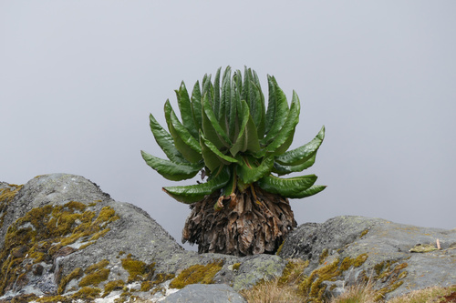 Binnen hundert Jahren schrumpfte Afrikas größter Gletscher im Ruwenzori-Gebirge um über 90 Prozent. Wenn es so weitergeht, sind die legendären Mondberge in Uganda in zwanzig Jahren eisfrei, glauben Klimaforscher. Welche Auswirkungen das auf die Wasserversorgung von ganz Ost- und Nordafrika haben könnte, ist noch gar nicht abzusehen.