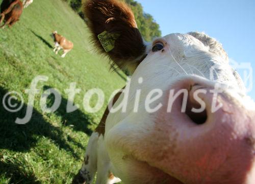 (C) Fotodienst/Anna Rauchenberger - Winzendorf - Genuss Profi Schneebergland Jungrind: Josef Schmutzer, Chef des Gasthaus Schmutzer in Winzendorf, setzt auf regionales Fleisch und Produkte aus der Umgebung. In der Küche schwingt Gattin Ute Schmutzer den Kochlöffel und verkocht dabei ausschließlich Rindfleisch aus der Region - beispielsweise von Franz Garber, einem Bio-Bauern aus Waldegg.