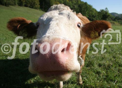 (C) Fotodienst/Anna Rauchenberger - Winzendorf - Genuss Profi Schneebergland Jungrind: Josef Schmutzer, Chef des Gasthaus Schmutzer in Winzendorf, setzt auf regionales Fleisch und Produkte aus der Umgebung. In der Küche schwingt Gattin Ute Schmutzer den Kochlöffel und verkocht dabei ausschließlich Rindfleisch aus der Region - beispielsweise von Franz Garber, einem Bio-Bauern aus Waldegg.